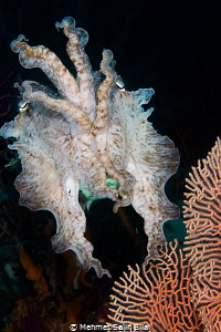 Cuttlefish. by Mehmet Salih Bilal 